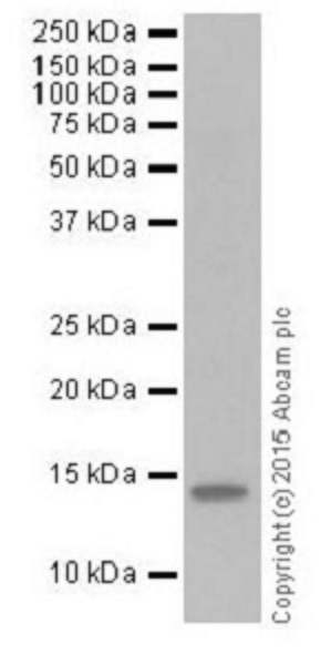 Dot Blot - Anti-Histone H2A (croto<i></i>nyl K119) antibody [EPR18769] (ab195467)