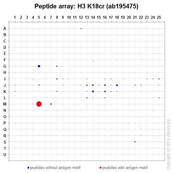 Peptide Array - Anti-Histone H3 (croto<i></i>nyl K18) antibody [EPR18773] (ab195475)