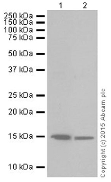 Western blot - Anti-Histone H3 (croto<i></i>nyl K18) antibody [EPR18773] (ab195475)