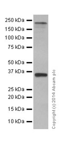 Western blot - Anti-Baf180 antibody [EPR15860] (ab196022)