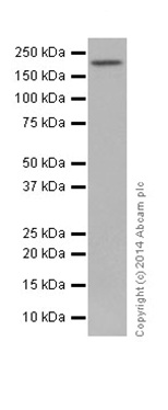 Western blot - Anti-Baf180 antibody [EPR15860] (ab196022)