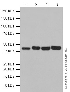 Western blot - Anti-POLR1C antibody [EPR16178] (ab196657)