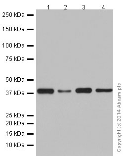 Western blot - Anti-POLR1C antibody [EPR16178] (ab196657)