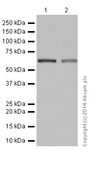 Western blot - Anti-2 Hydroxy phytanoyl CoA lyase  antibody [EPR16812] (ab197025)