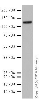 Western blot - Anti-GOLPH4 antibody [EPR13439] (ab197595)