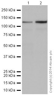 Western blot - Anti-GOLPH4 antibody [EPR13439] (ab197595)