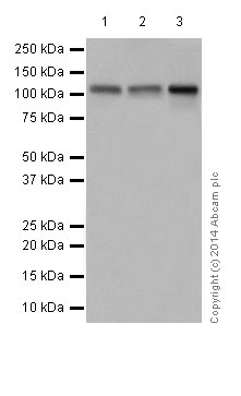 Western blot - Anti-GRID2 antibody [EPR15422] - N-terminal (ab198499)