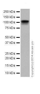 Western blot - Anti-GRID2 antibody [EPR15422] - N-terminal (ab198499)