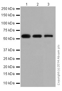 Immunocytochemistry/ Immunofluorescence - Anti-PPP2R5E antibody [EPR17147] - C-terminal (ab198500)