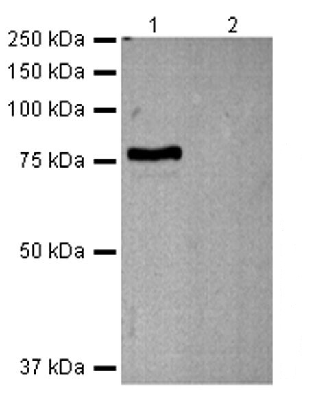 Western blot - Anti-CGBP antibody [EPR19199] (ab198977)