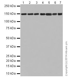 Western blot - Anti-Collagen VI antibody [EPR17077] (ab199720)