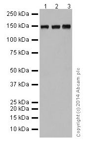 Western blot - Anti-Collagen VI antibody [EPR17077] (ab199720)