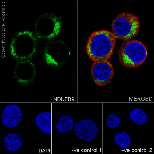 Immunocytochemistry/ Immunofluorescence - Anti-NDUFB9 antibody [EPR15955-78] (ab200198)