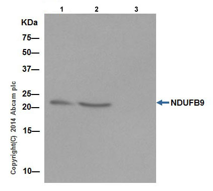 Immunoprecipitation - Anti-NDUFB9 antibody [EPR15955-78] (ab200198)