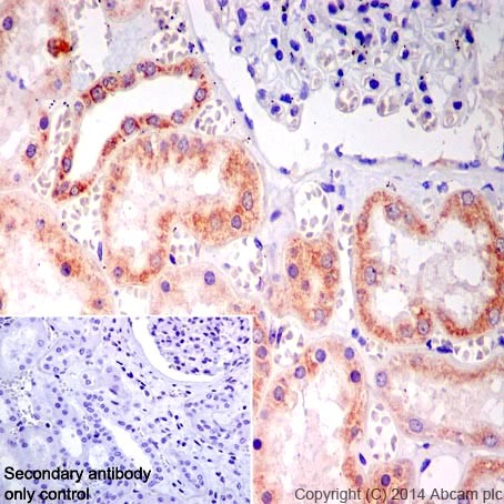 Immunohistochemistry (Formalin/PFA-fixed paraffin-embedded sections) - Anti-NDUFB9 antibody [EPR15955-78] (ab200198)