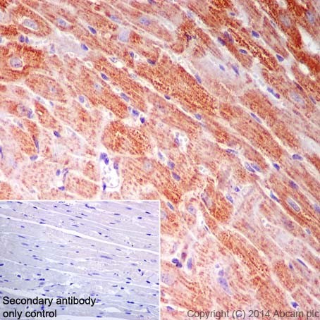Immunohistochemistry (Formalin/PFA-fixed paraffin-embedded sections) - Anti-NDUFB9 antibody [EPR15955-78] (ab200198)