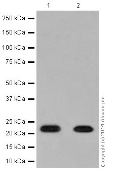 Western blot - Anti-NDUFB9 antibody [EPR15955-78] (ab200198)