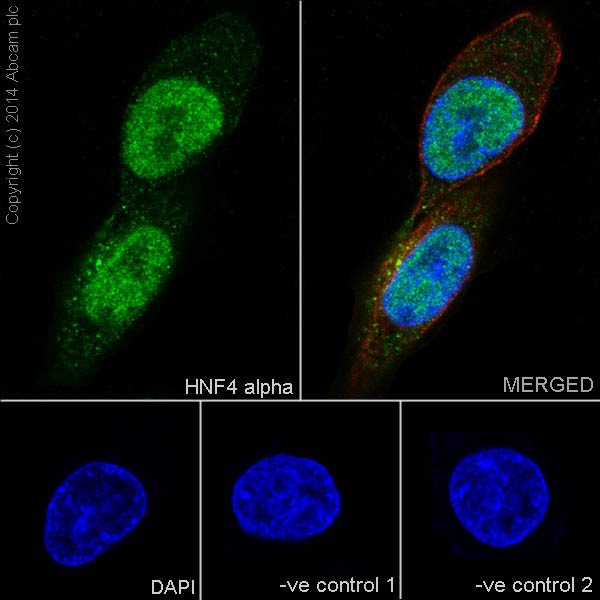 Immunocytochemistry/ Immunofluorescence - Anti-HNF-4-alpha antibody [EPR16787] (ab200654)