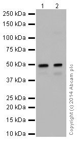 Western blot - Anti-HNF-4-alpha antibody [EPR16787] (ab200654)