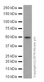 Western blot - Anti-HNF-4-alpha antibody [EPR16787] (ab200654)