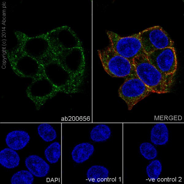 Immunocytochemistry/ Immunofluorescence - Anti-CFH + CFHL1 antibody [EPR17159] (ab200656)