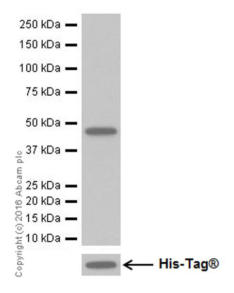 Western blot - Anti-DUSP5 antibody [EPR19684] (ab200708)