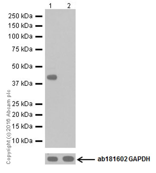 Western blot - Anti-DUSP5 antibody [EPR19684] (ab200708)