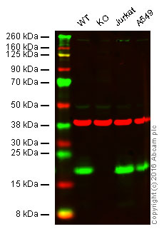 Western blot - Anti-MTH1 antibody [EPR15934-50] (ab200832)