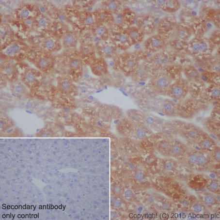 Immunohistochemistry (Formalin/PFA-fixed paraffin-embedded sections) - Anti-C3 antibody [EPR19394] (ab200999)