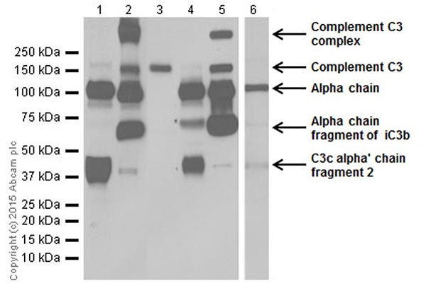 Western blot - Anti-C3 antibody [EPR19394] (ab200999)