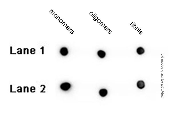 Dot Blot - Anti-Amyloid Fibril antibody [mOC87] - Conformation-Specific (ab201062)