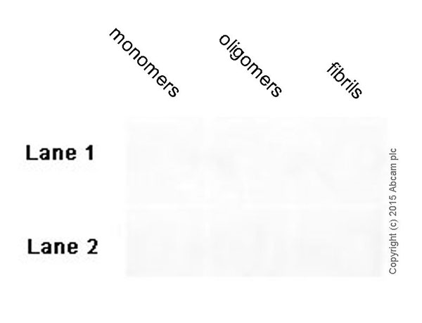 Dot Blot - Anti-Amyloid Fibril antibody [mOC87] - Conformation-Specific (ab201062)