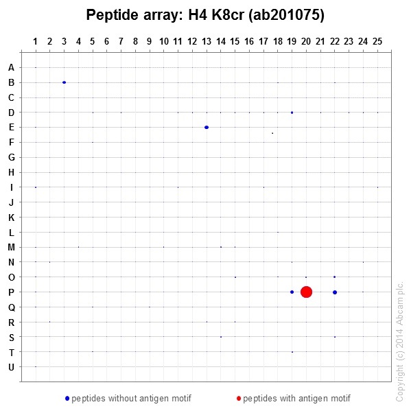 Peptide Array - Anti-Histone H4 (croto<i></i>nyl K8) antibody [EPR17905(R)] (ab201075)