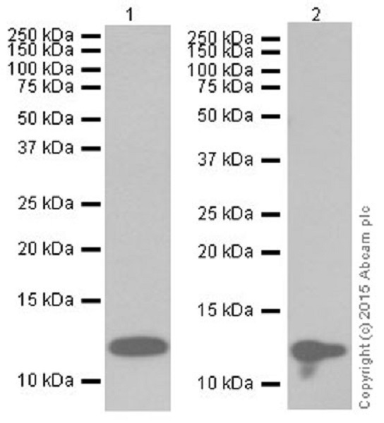 Western blot - Anti-Histone H4 (croto<i></i>nyl K8) antibody [EPR17905(R)] (ab201075)
