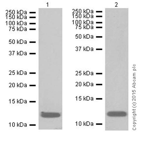 Western blot - Anti-Histone H4 (croto<i></i>nyl K8) antibody [EPR17905(R)] (ab201075)