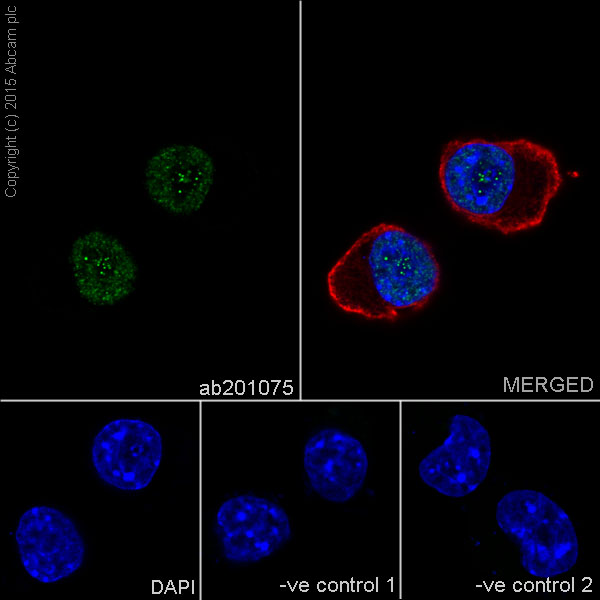 Immunocytochemistry/ Immunofluorescence - Anti-Histone H4 (croto<i></i>nyl K8) antibody [EPR17905(R)] (ab201075)