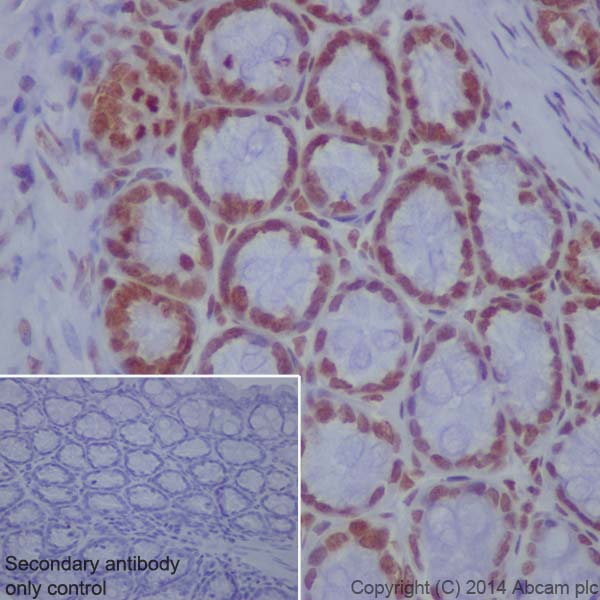 Immunohistochemistry (Formalin/PFA-fixed paraffin-embedded sections) - Anti-Histone H4 (croto<i></i>nyl K8) antibody [EPR17905(R)] (ab201075)