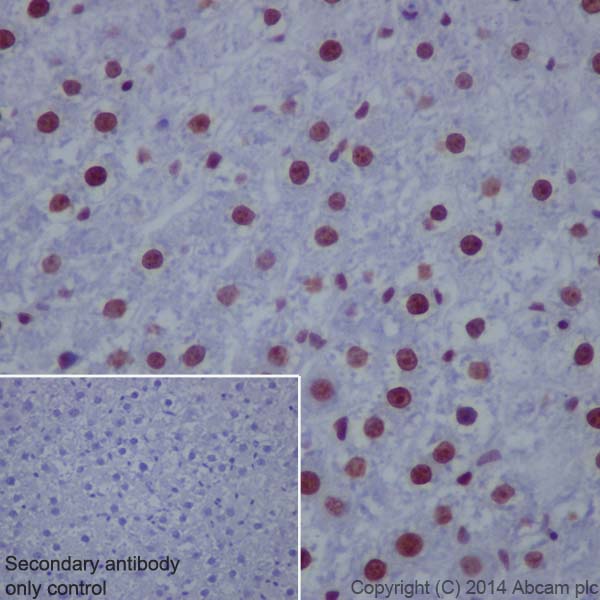 Immunohistochemistry (Formalin/PFA-fixed paraffin-embedded sections) - Anti-Histone H4 (croto<i></i>nyl K8) antibody [EPR17905(R)] (ab201075)