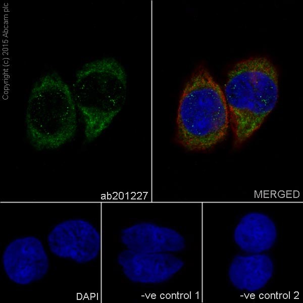 Immunocytochemistry/ Immunofluorescence - Anti-AP3M1 antibody [EPR16385] (ab201227)