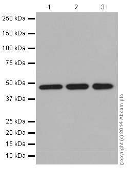 Western blot - Anti-AP3M1 antibody [EPR16385] (ab201227)