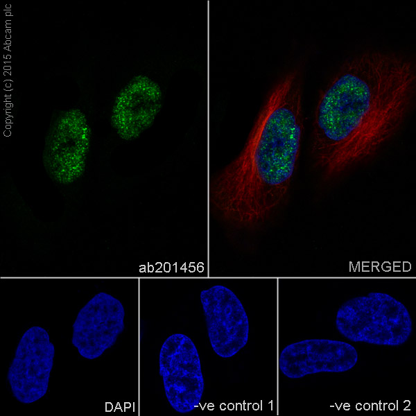 Immunocytochemistry/ Immunofluorescence - Anti-Histone H3 antibody [EPR17785] (ab201456)