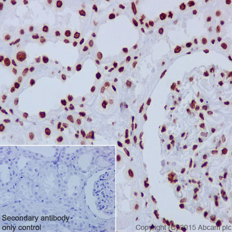 Immunohistochemistry (Formalin/PFA-fixed paraffin-embedded sections) - Anti-Histone H3 antibody [EPR17785] (ab201456)