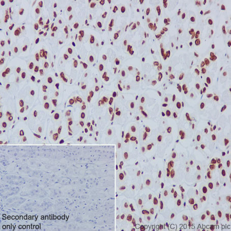 Immunohistochemistry (Formalin/PFA-fixed paraffin-embedded sections) - Anti-Histone H3 antibody [EPR17785] (ab201456)