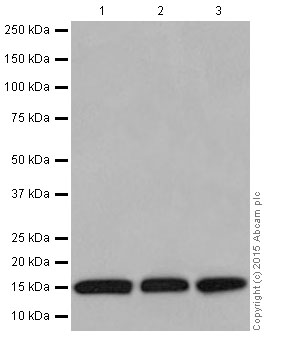 Western blot - Anti-Histone H3 antibody [EPR17785] (ab201456)