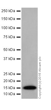 Western blot - Anti-Histone H3 antibody [EPR17785] (ab201456)