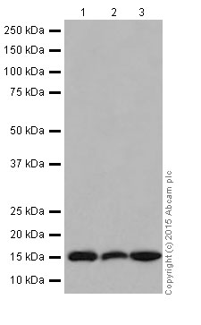 Western blot - Anti-Histone H3 antibody [EPR17785] (ab201456)