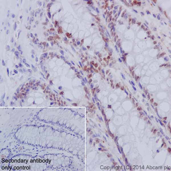 Immunohistochemistry (Formalin/PFA-fixed paraffin-embedded sections) - Anti-HNF-4-alpha antibody [EPR16885-99] (ab201460)