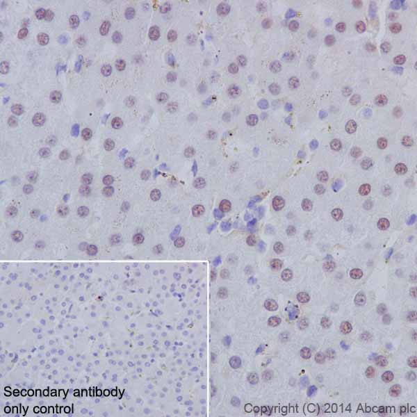 Immunohistochemistry (Formalin/PFA-fixed paraffin-embedded sections) - Anti-HNF-4-alpha antibody [EPR16885-99] (ab201460)