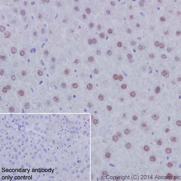 Immunohistochemistry (Formalin/PFA-fixed paraffin-embedded sections) - Anti-HNF-4-alpha antibody [EPR16885-99] (ab201460)