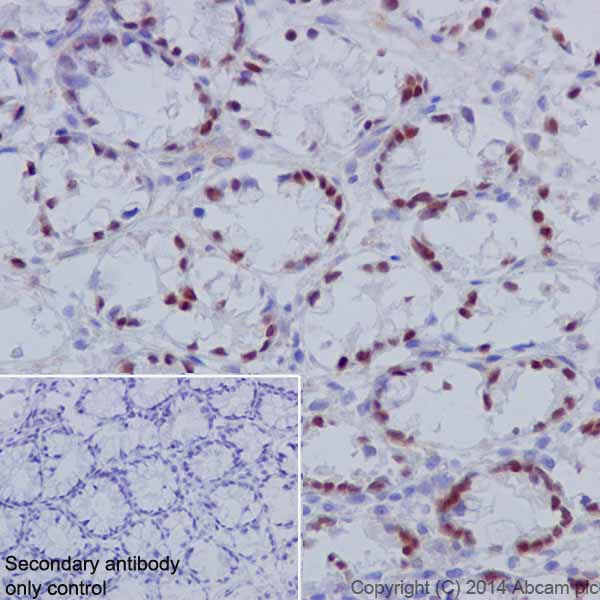 Immunohistochemistry (Formalin/PFA-fixed paraffin-embedded sections) - Anti-HNF-4-alpha antibody [EPR16885-99] (ab201460)